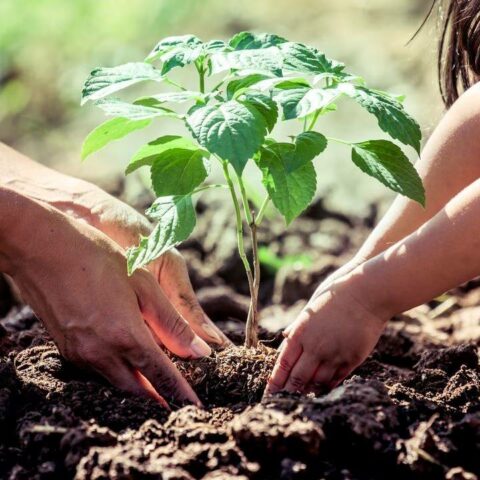 Sembrar árboles en ciudad