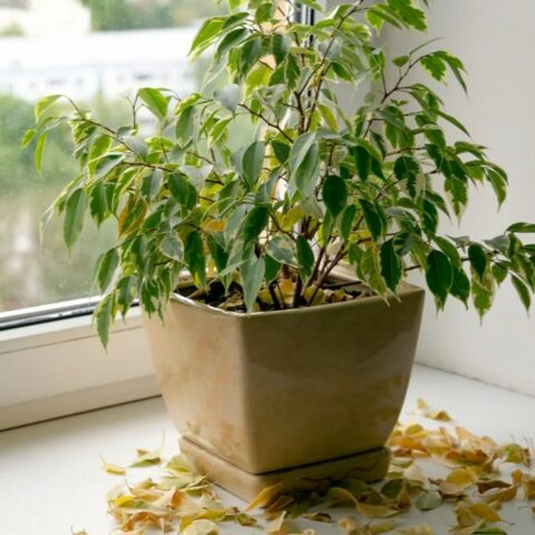 Señales de que necesitan agua mis plantas