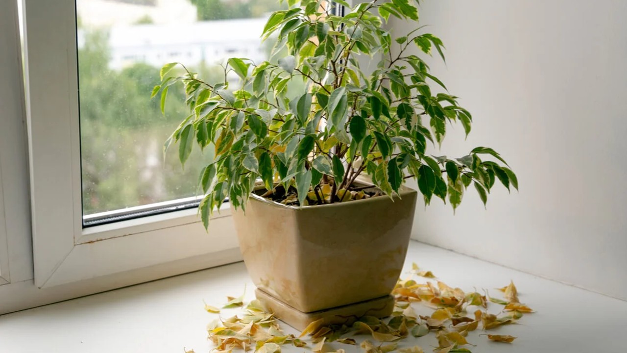 Señales de que necesitan agua mis plantas