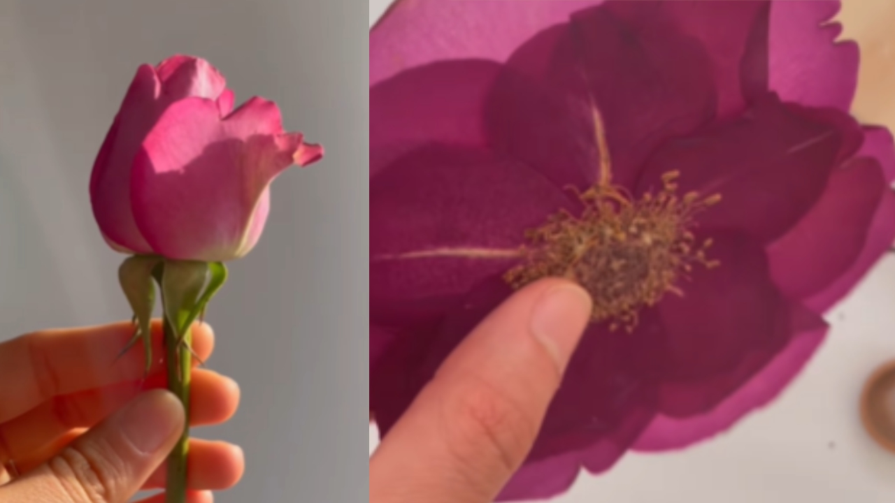 prensar pétalos de rosa