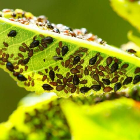 Deshacerse del pulgón