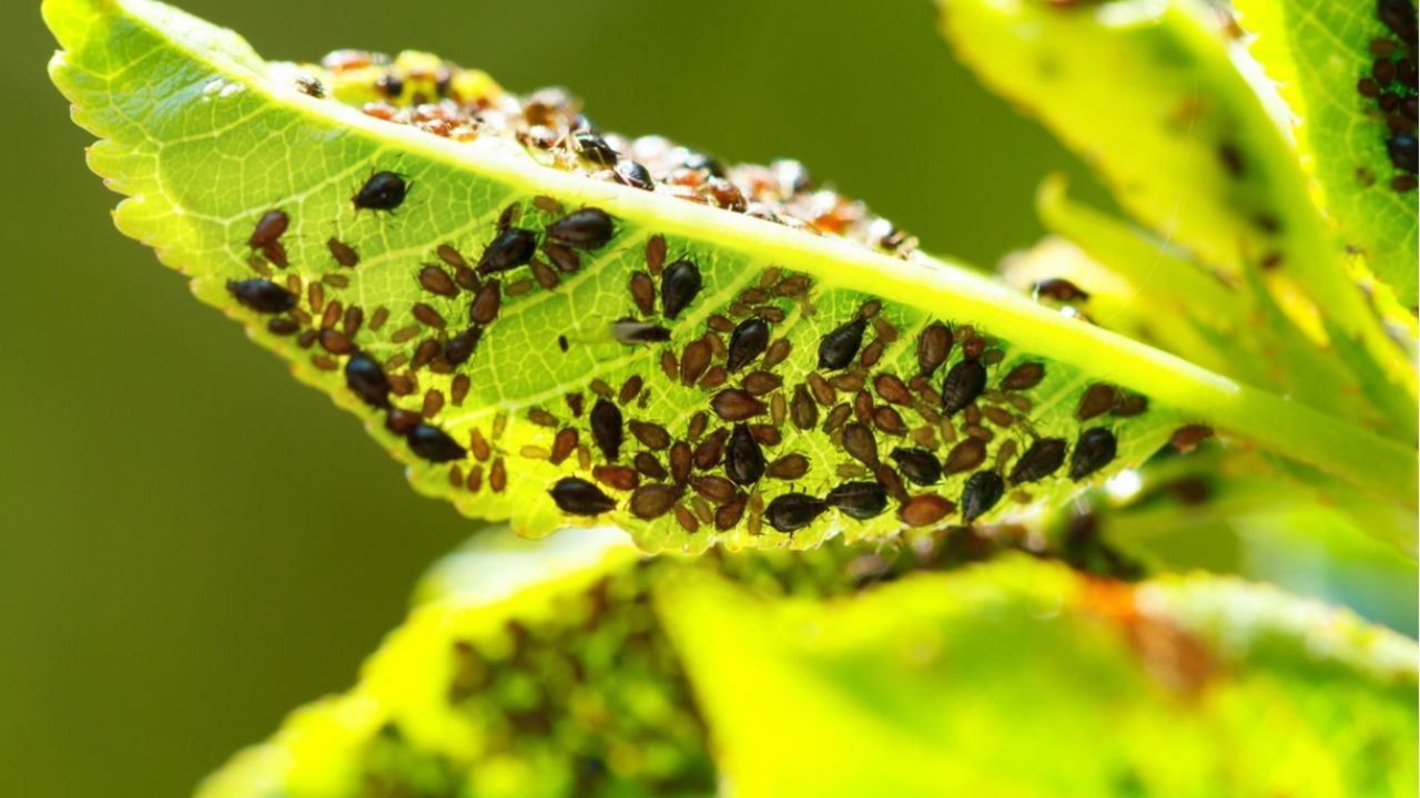 Deshacerse del pulgón