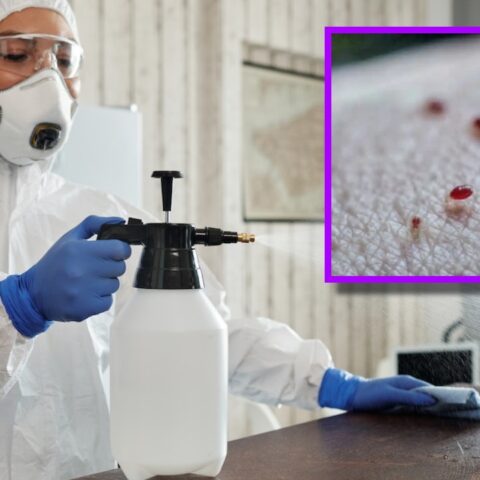 más odian las chinches