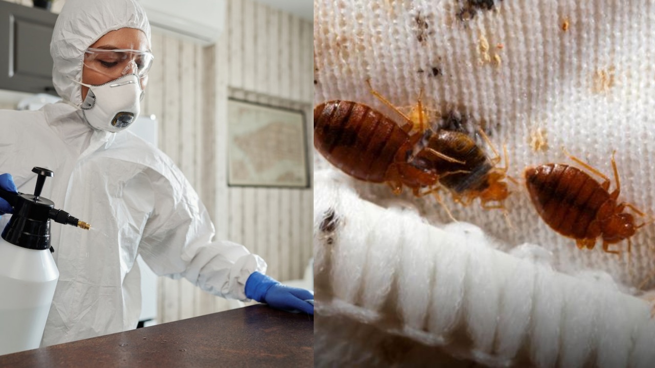 Aprende a acabar con la plaga de chinches