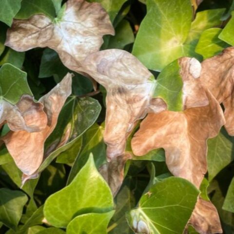 planta recibió mucho sol