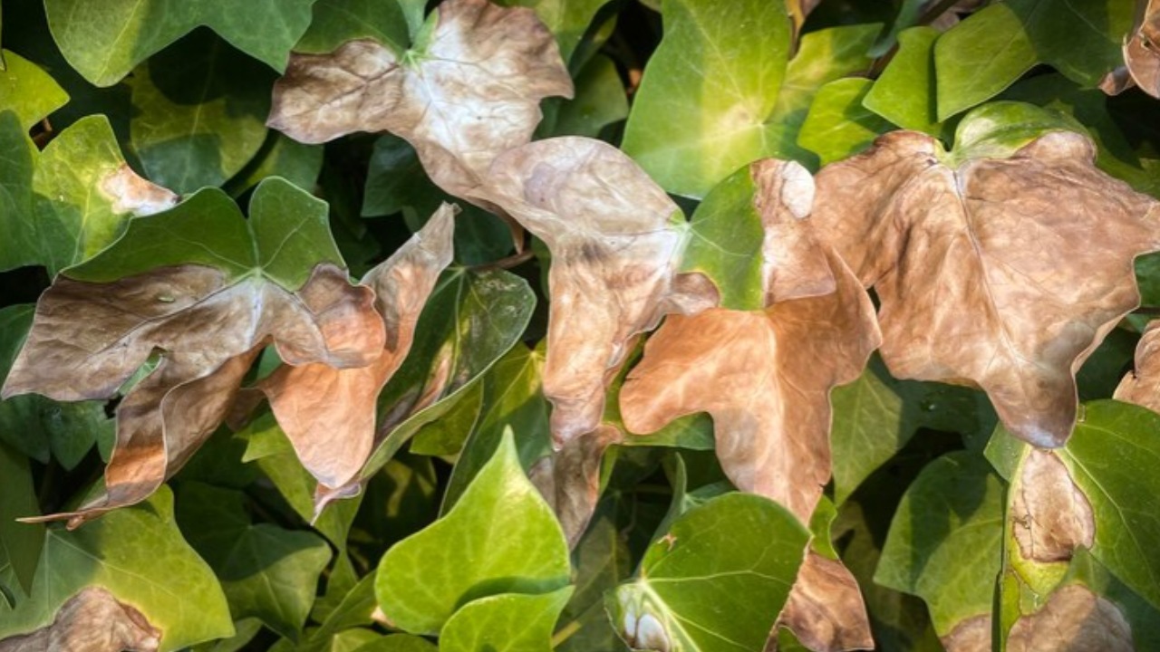 planta recibió mucho sol