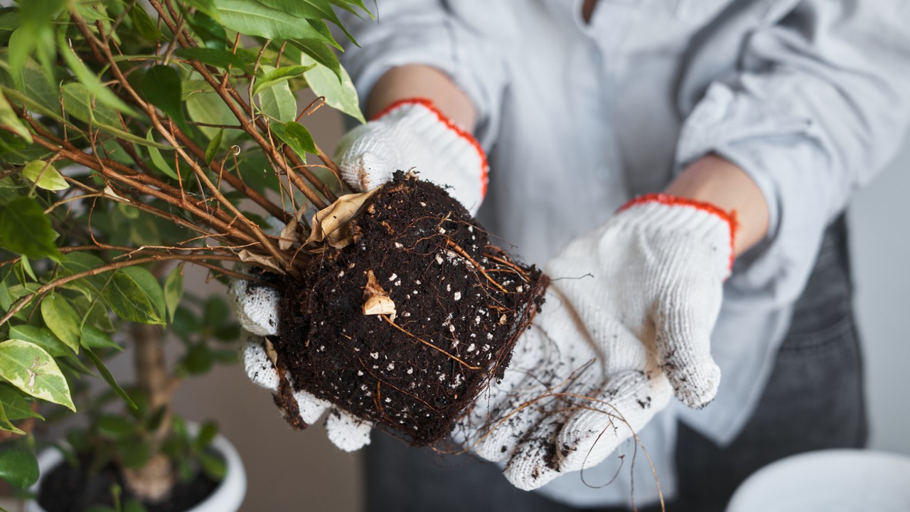 Cuidar de hojas amarillas