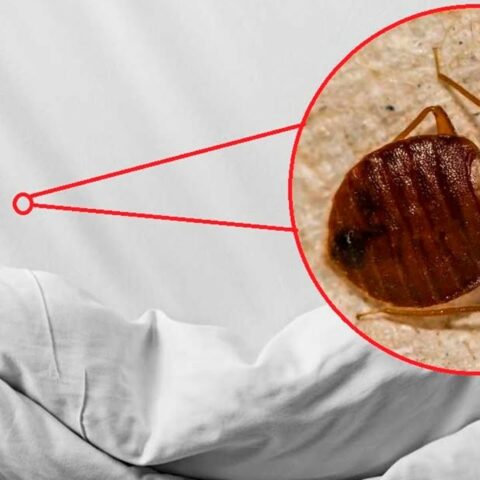 Temporada de Chinches