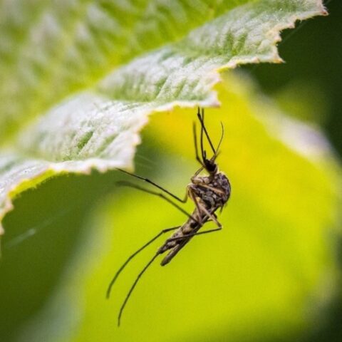 acabar con los mosquitos en las plantas