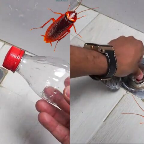 Trampa casera para cucarachas