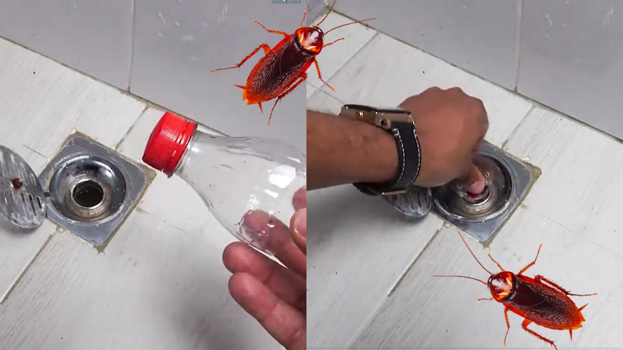 Trampa casera para cucarachas