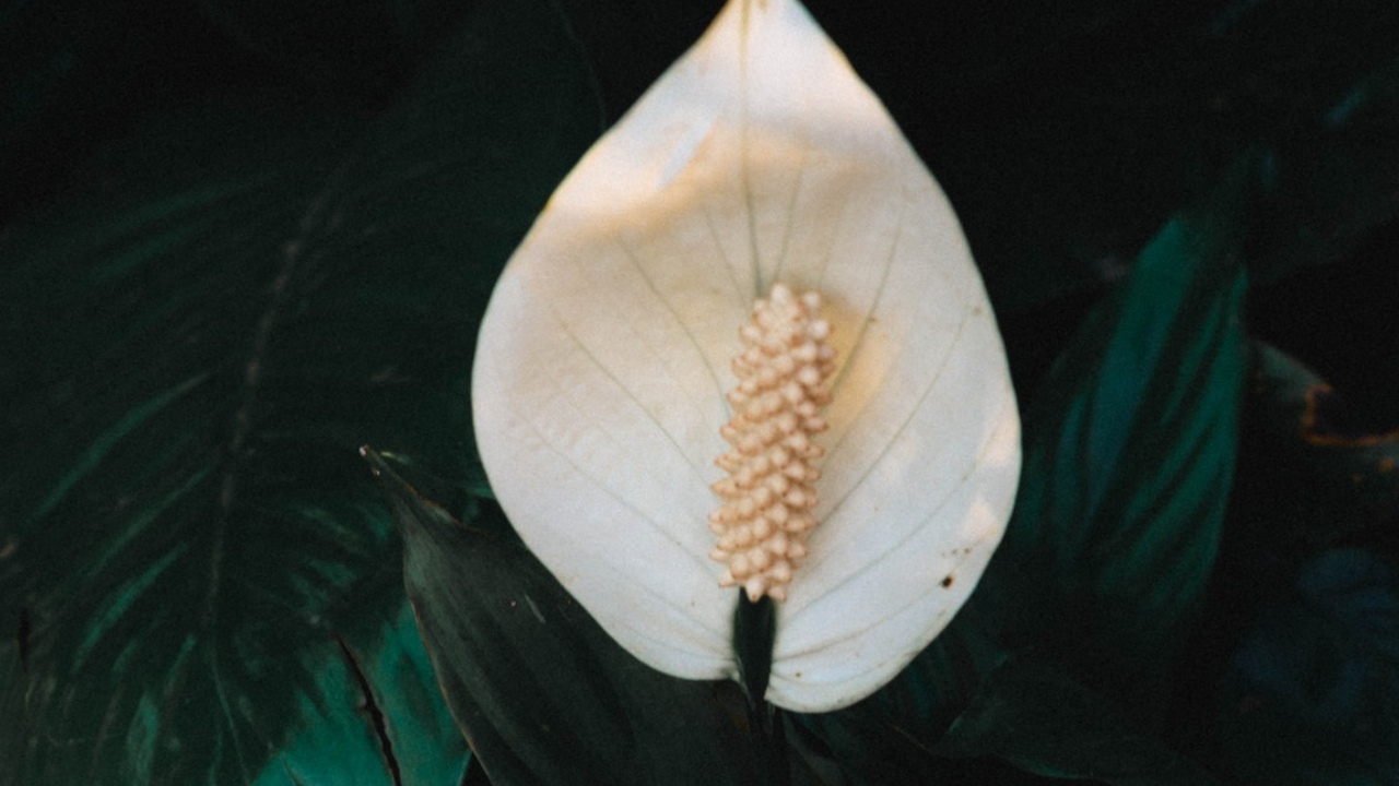 cuidados del lirio de paz