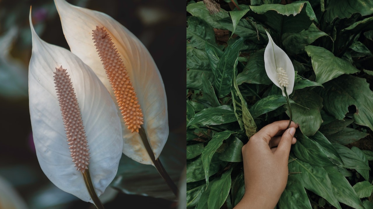 Cuna de Moisés no se seque