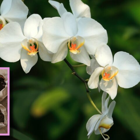 fertilizantes para que tus orquídeas floreen