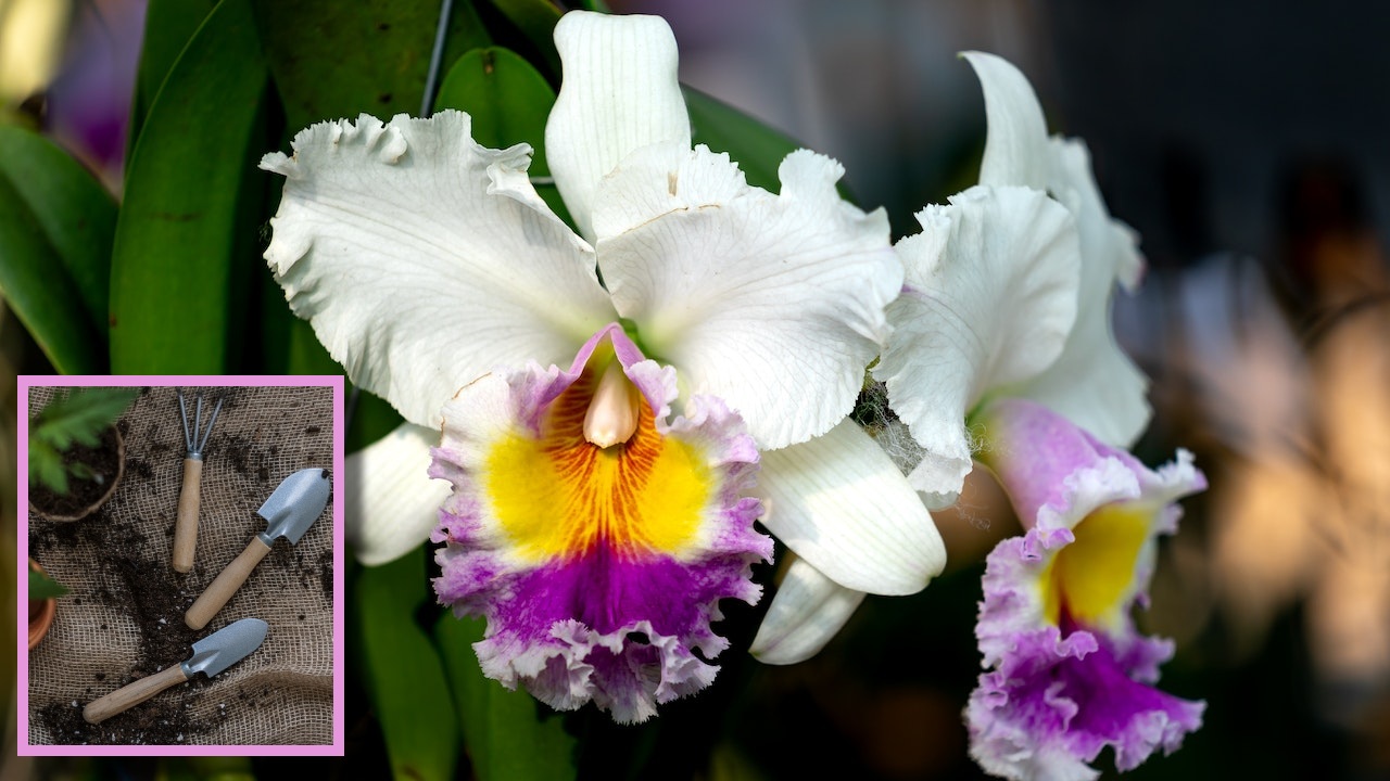 promover la floración de las orquídeas