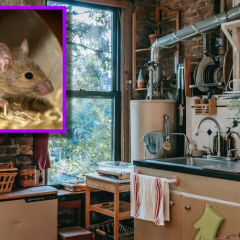 evitar la plaga de ratones y ratas en tu cocina