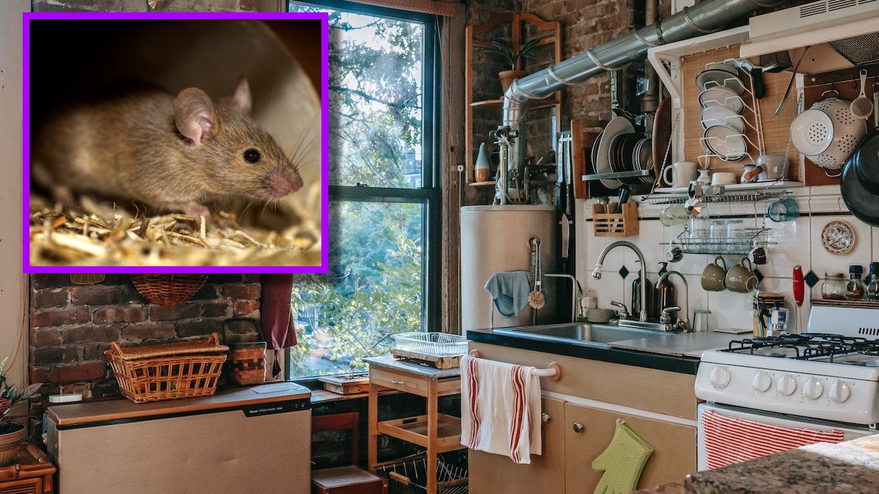 evitar la plaga de ratones y ratas en tu cocina