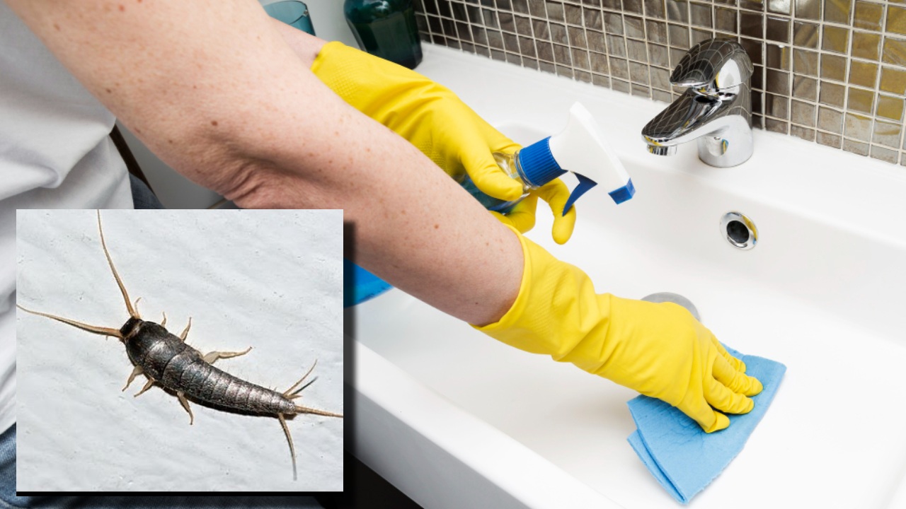 eliminar al pececillo de plata de tu baño