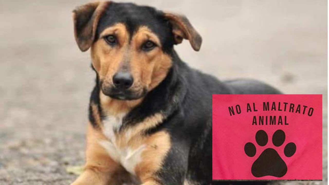 Como denunciar maltrato animal