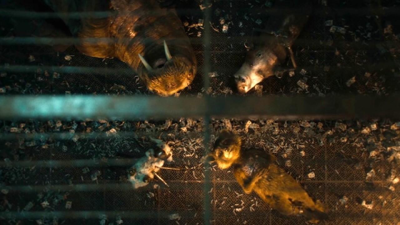 Animales de prueba para experimentos