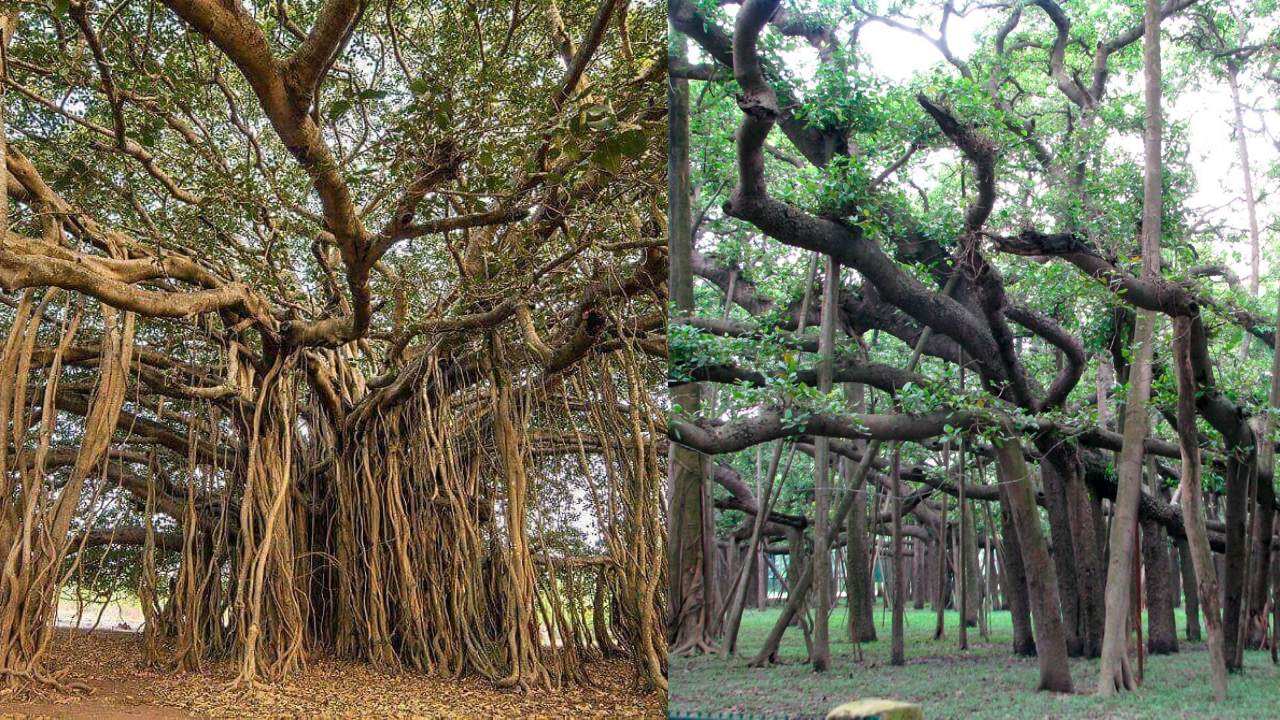 Impresionante árbol hindú