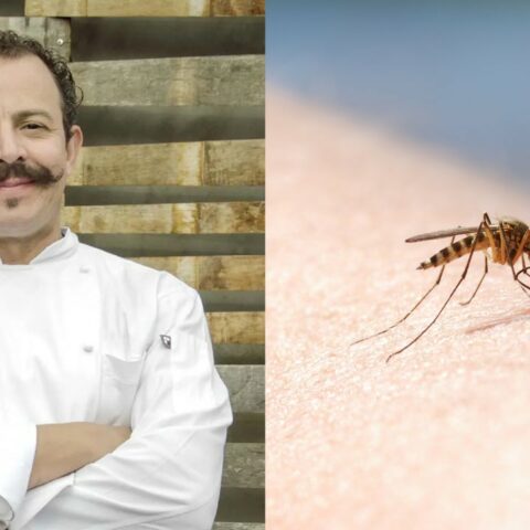 Deshacerte de los zancudos