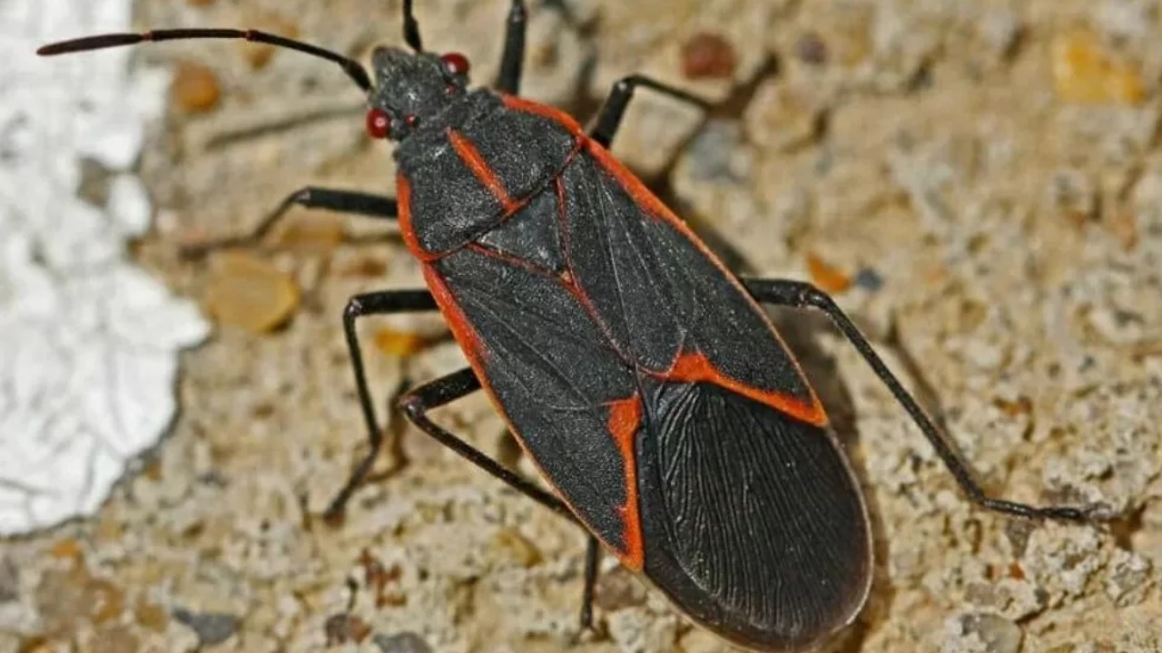 aleja la plaga de chinches