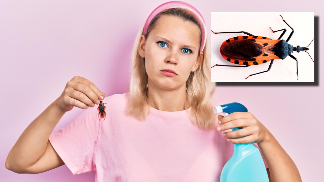 ahuyentar a la chinche besucona