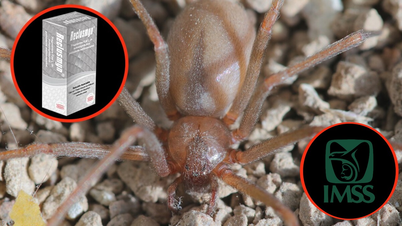 Antídoto contra picadura de araña violinista