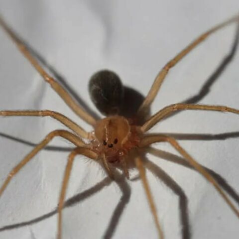 Araña violinista insecticidas