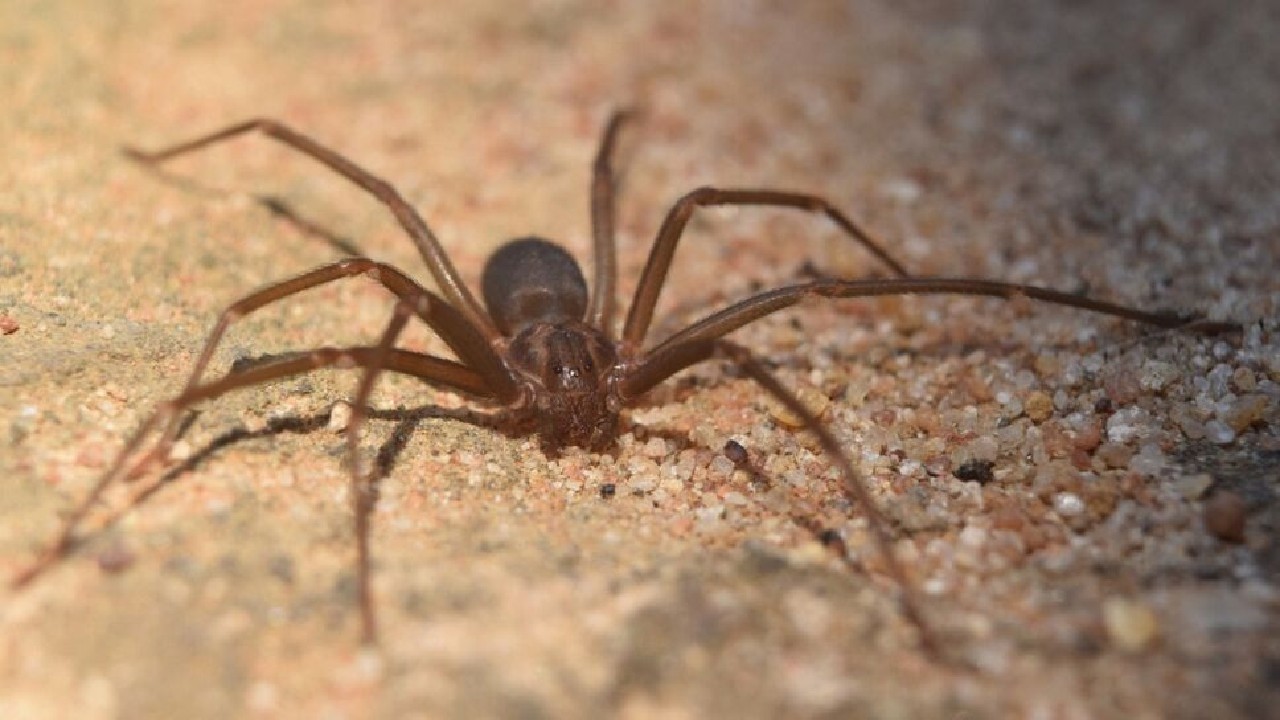 Araña violinista peligrosa