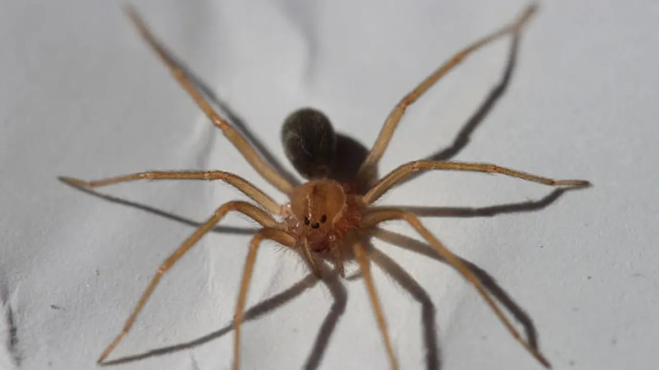 Araña violinista insecticidas