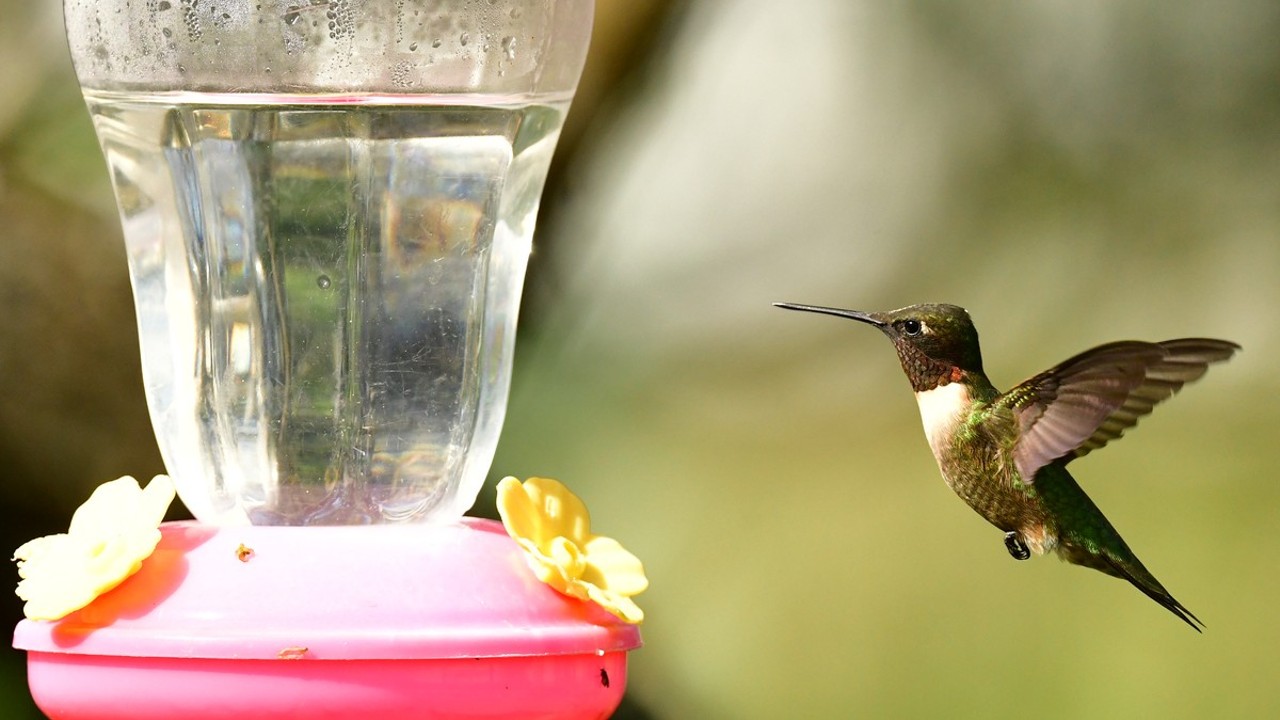 Bebederos de colibríes