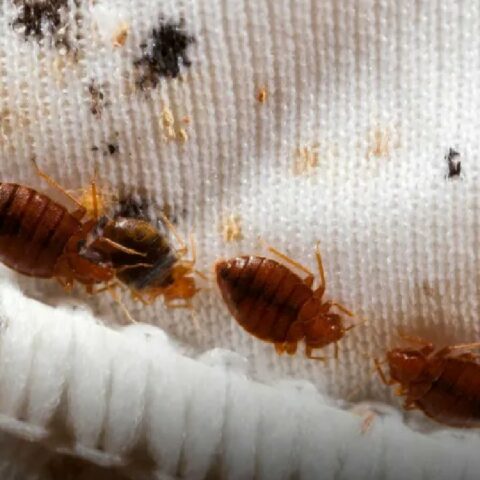 Trampa para chinches