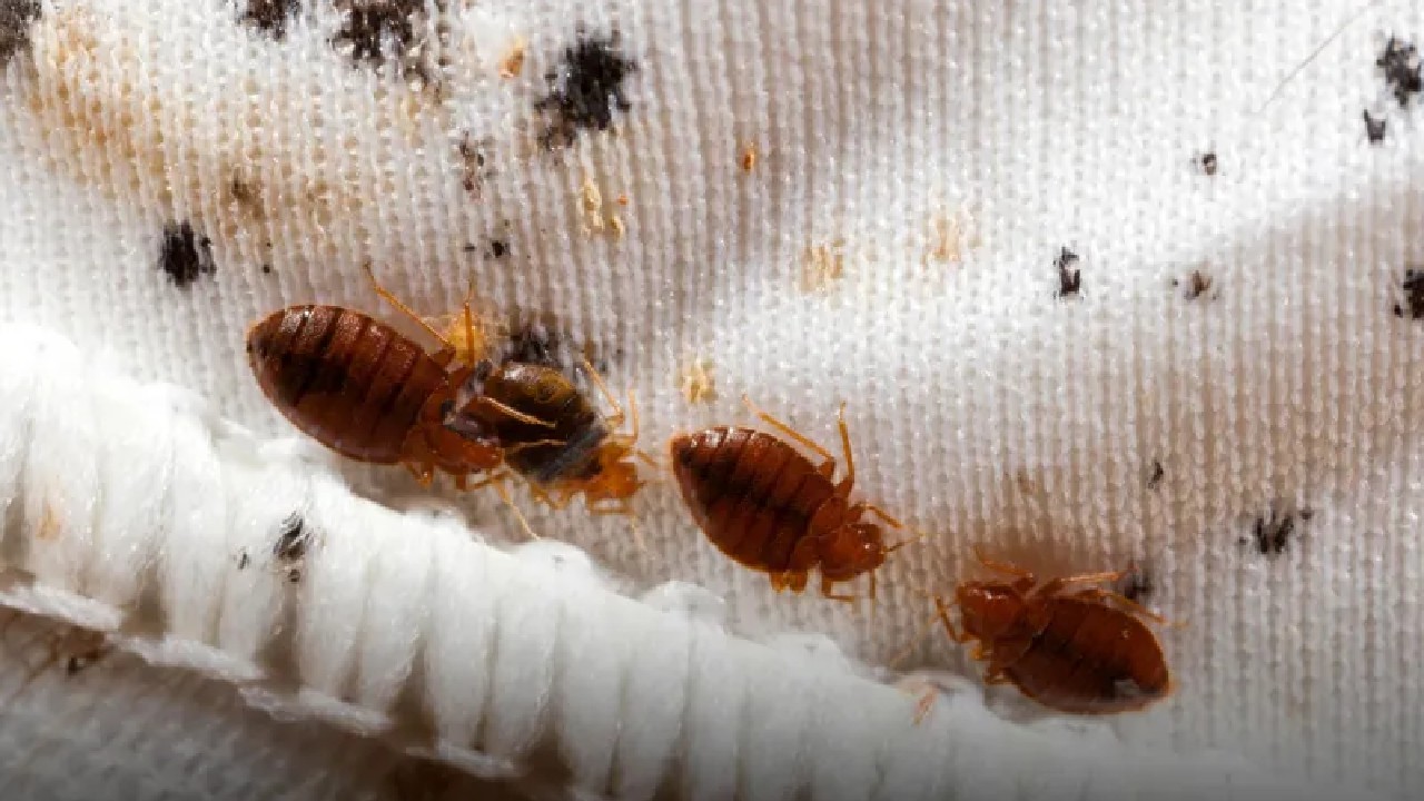 Trampa para chinches