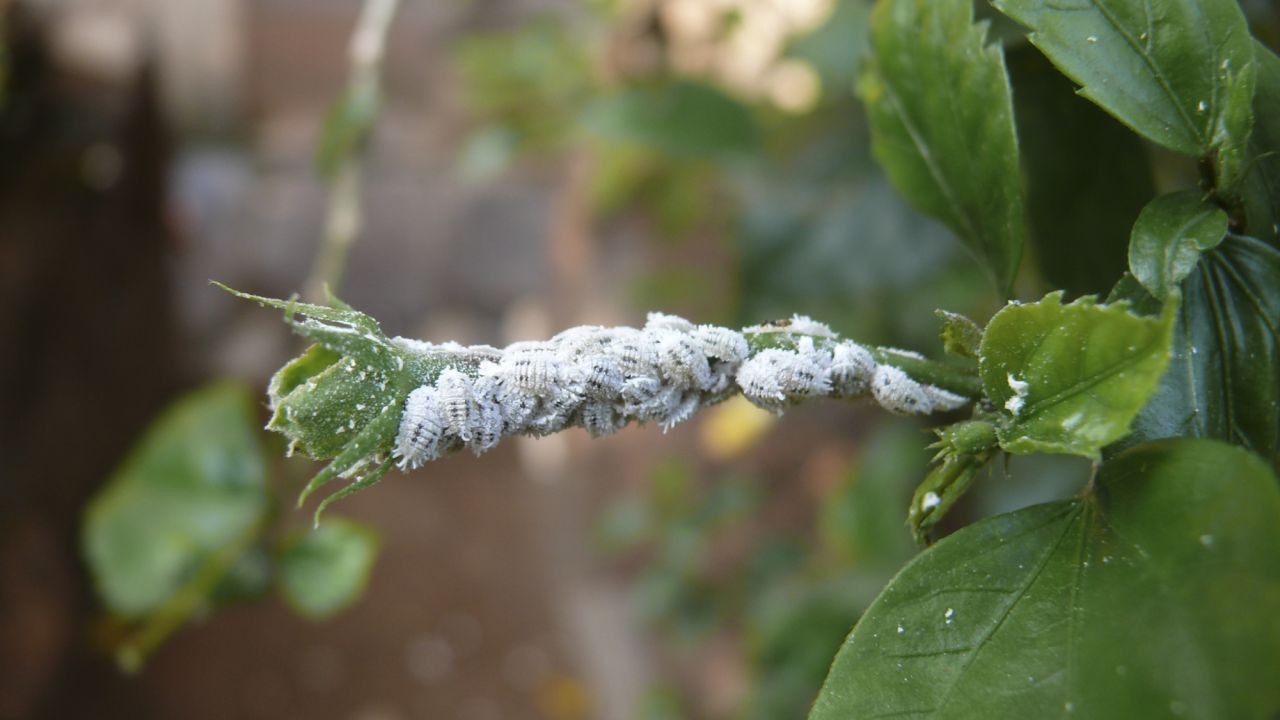 Eliminar las plagas de las plantas