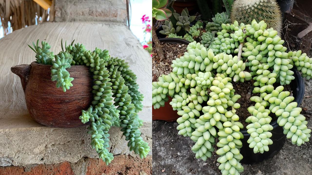 sedum morganianum