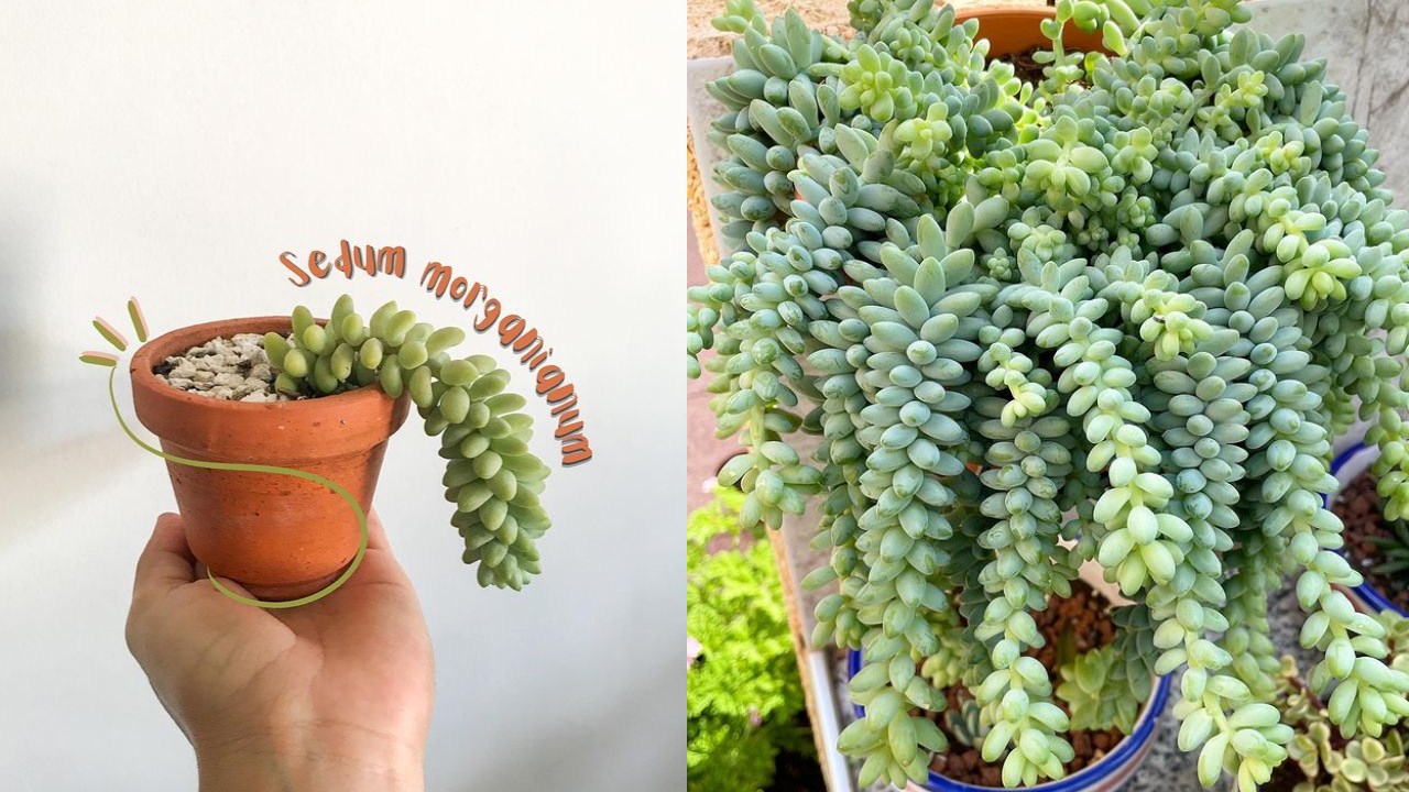 Suculenta cola de burro: