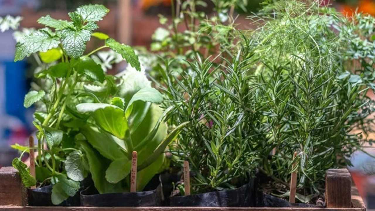 Por esto se mueren las plantas aromáticas del mercado