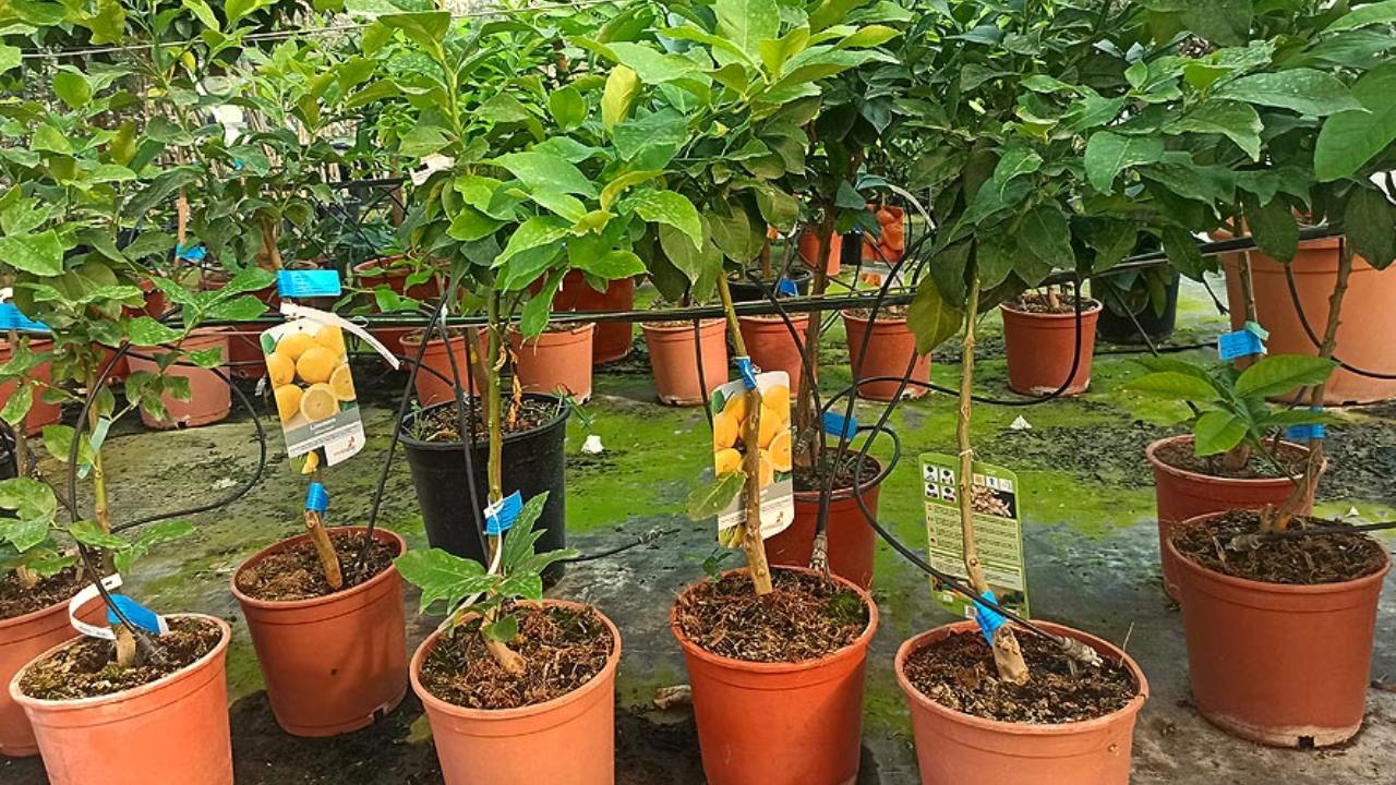 árboles de frutas que crecen en macetas