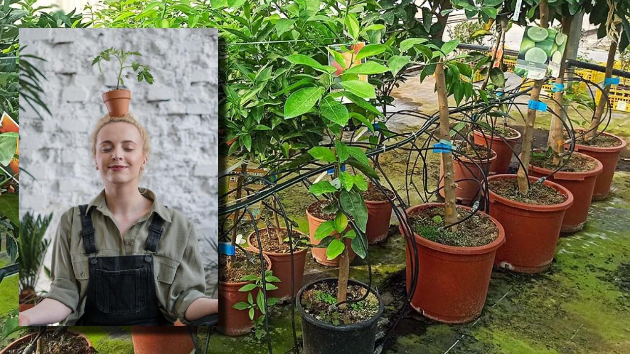 árboles frutales ideales para maceta