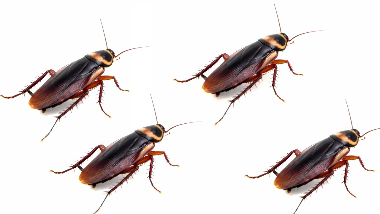 Cucaracha americana en México