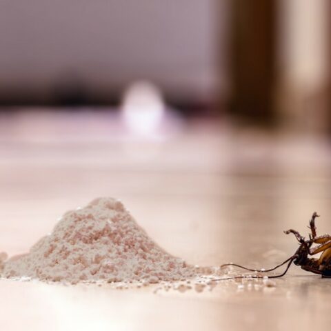Como eliminar cucarachas con insecticida natural