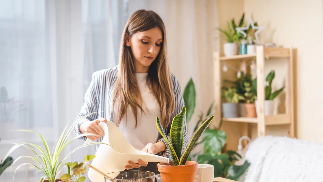 Abono de lengua de suegra