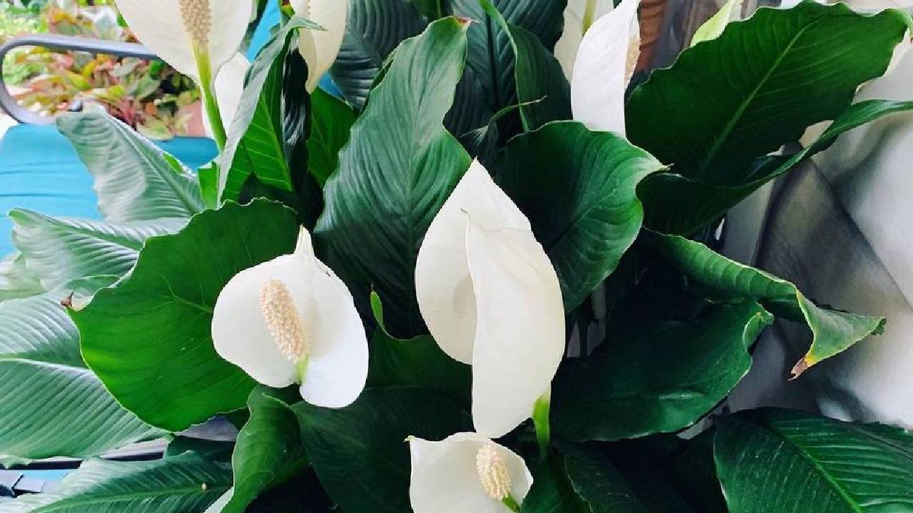 Cuidar cuna de moisés