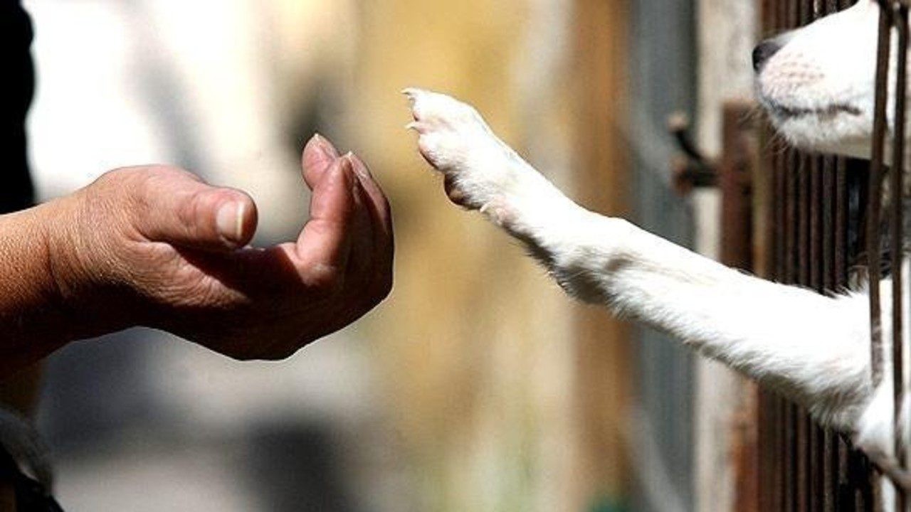 cOMO DENUNICAR cdmx Y eDOMEX