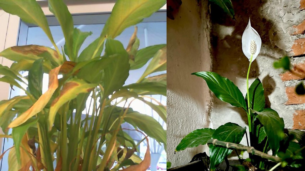 errores que JAMÁS debes cometer con tu Cuna de Moisés