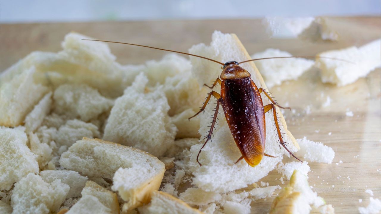 Diversos tipos de cucarachas en México