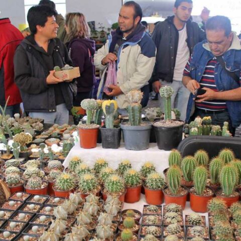 Festival de Cactáceas 2023