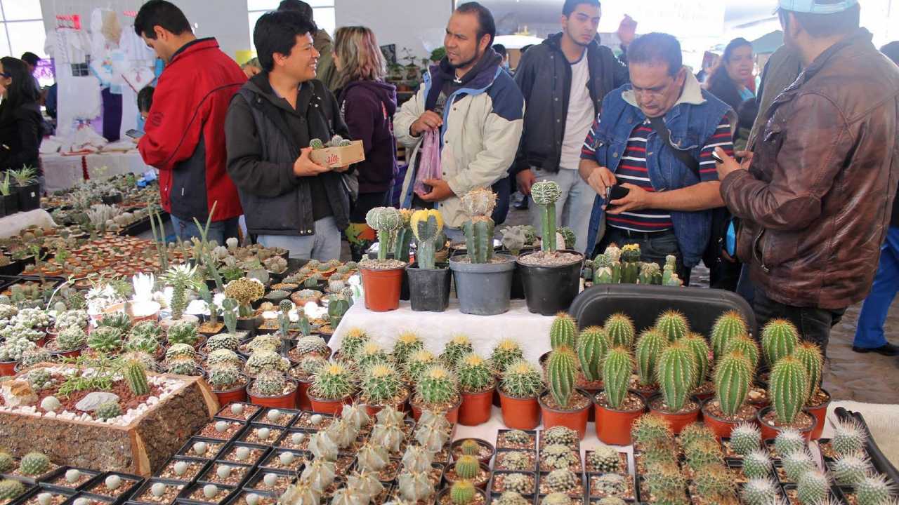 Festival de Cactáceas 2023